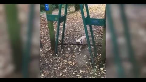 Funny animal video