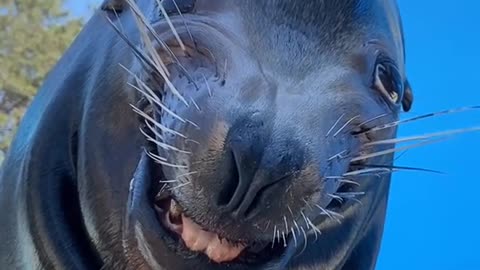 anglesmatter#sealion#funny