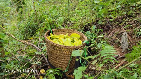 Harvesting and preliminary processing of star fruit I Nguyễn Thị Yêu