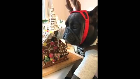 French bulldog 'makes' gingerbread house as holiday focus turns to Christmas
