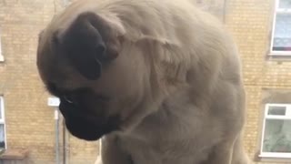 Cute pug thinks owner can't see her behind curtain