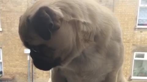 Cute pug thinks owner can't see her behind curtain