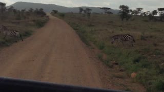 Zebras on the road