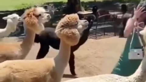 Animals Funny clips