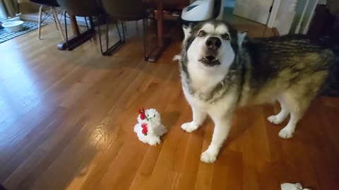 Alaskan Malamute definitely not a fan of musical holiday toy