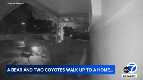 Bear, coyotes caught on video walking outside Tujunga home | ABC7 News