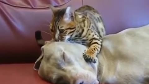 Life Style of pets 🐕😜☺️- Dogs🐶🐕funny 🤣😝 video of luxurious pets #funnyvedio #pets #viral