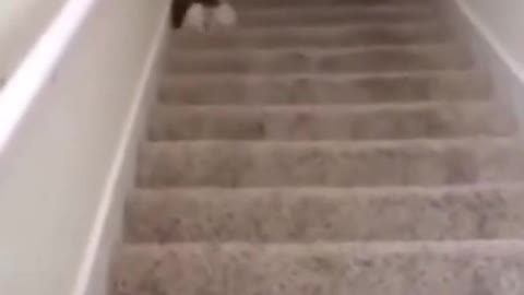 Funny dog sliding down the stairs!