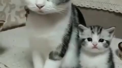Why cute Kitten's mom angry of her?