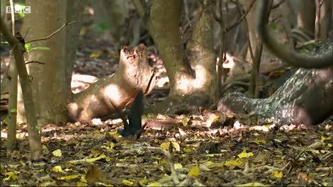 Noddy Birds' Courtship Rituals | BBC Earth