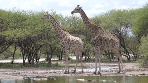 Two giraffe at a waterpool in Central Kalahari Game Reserve, Botswana