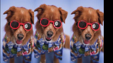 A Dog with Red Sunglasses and he looks so cute