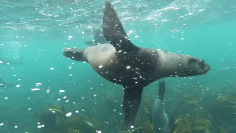 Incredible underwater video :