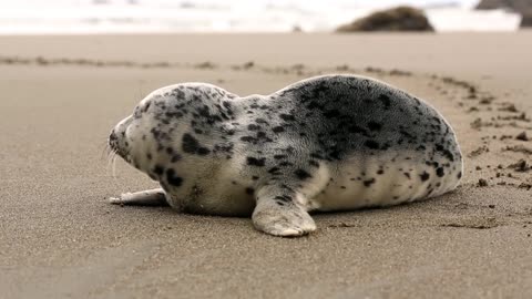 Seal cute