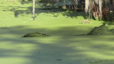 american alligator mating call in Florida swamp