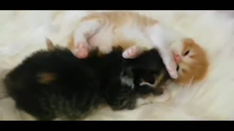 Small Scottish kittens turned 20 days old.