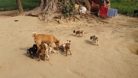 Desi Streets Dog and Puppy's