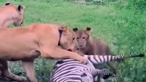 3 puma are hunting to zebra-Yt short video-Yt video 2024.
