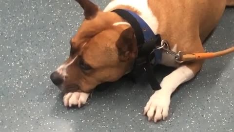 Cute dog tripping on Barcelona´s Metro