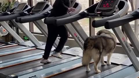 Workout in gym(DOG)