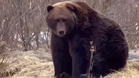 grizzly bear vs polar bear