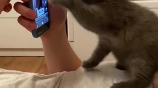 Kitten Scrolling Through Trends