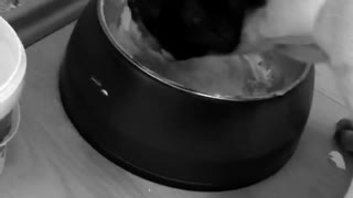 Black white dog eats yogurt from a bowl