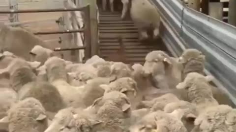 Dog clearing sheep's traffic jam