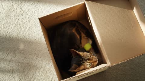 Bengal cat sitting in cardboard box top view