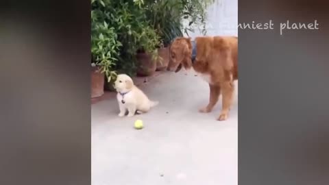 Funny Dogs And Cats😂 Videos 2023 Best Funniest Animal Videos Of The week