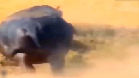 Lion's Failed Hunt Is Prevented By Hippo - Great Battle Of Lion Attack Hippo-8