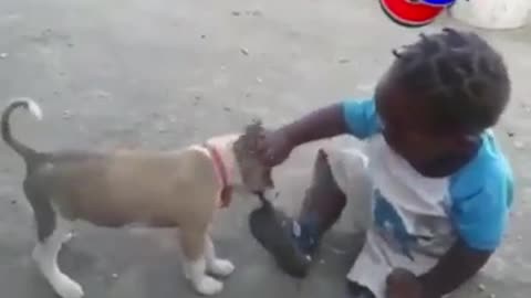 Funny fight between a dog and a little girl.