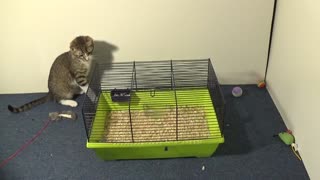 Little Cat Is Fascinated about the Hamster Cage
