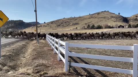 Elks Cross at Elk Crossing