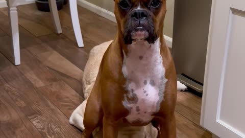 Boxer Dog Sits On Sibling