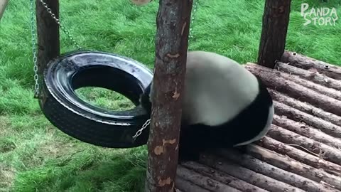 Funny panda