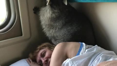 Raccoon Insists It's Time to Wake Up