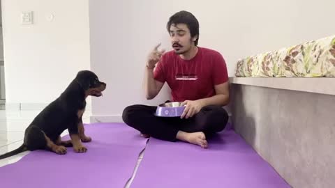 How to train your puppy for food!!