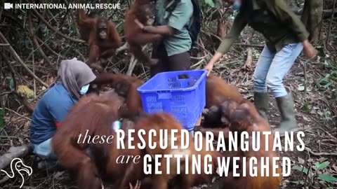 It's Really Hard To Weigh An Orangutan