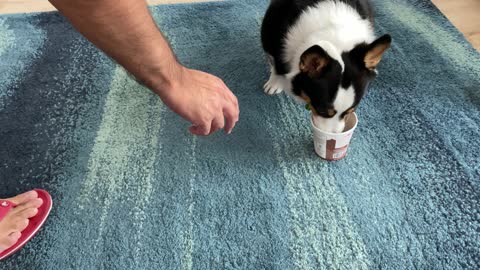 Doggy Doesn't Want to Share Ice Cream
