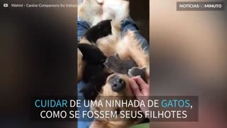 Golden Retriever sofre ‘ataque’ de gatinhos
