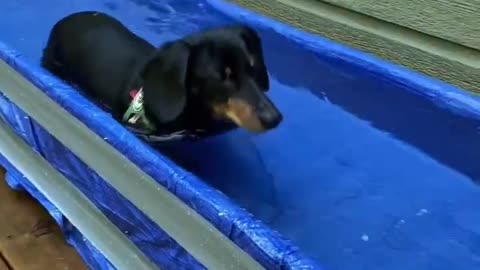 Homemade " Water Treadmill" for Dogs Hydrotherapy