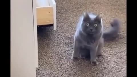 Funniest Cats 😹 - Don't try to hold back Laughter 😂 - Funny Cats Life