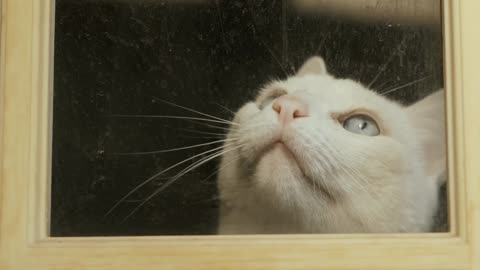 Scary white cat waiting at my window