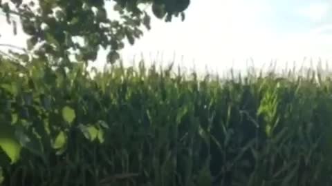 Man in sunglasses jumps into corn field