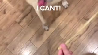 Doggy Confused on How to Eat A Noodle