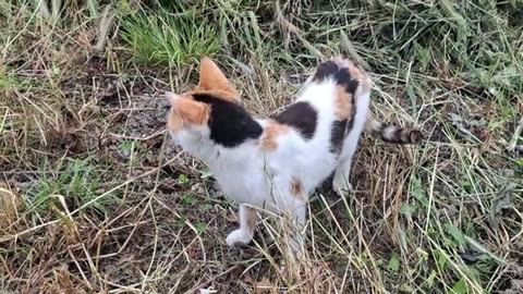 The cat catches and eats the baby lizard.