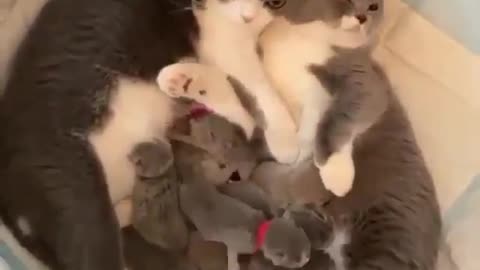 So many kittens... 🥰😍~double tap ❤️❤️
