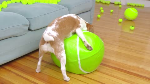 Puppy Gets Giants Tennis Ball Surprises