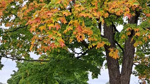 Fall colors in Wisconsin Sept 28th, 2023 Lacrosse, Wis